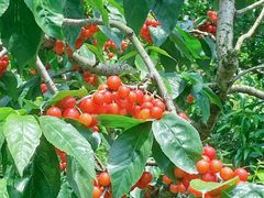 -樱桃山旅游景区