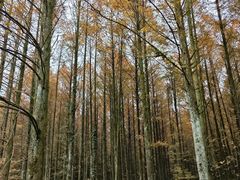 -山王坪喀斯特国家生态公园