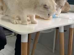 -喵的天空名猫咖啡馆·撸猫·猫舍·用品