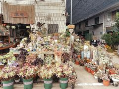 -桂林市花鸟市场