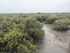 -北海金海湾红树林生态旅游区