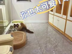 -爱洗澡的猫(天河路店)
