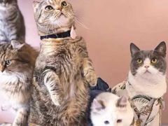 -飞行喵MR PILOT|猫舍·猫咖(静安大融城店)