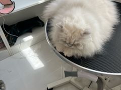 -老吴的猫·猫舍(新区店)