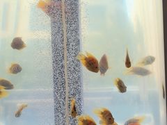 -金汤宴餐厅·粤菜(德云社店)