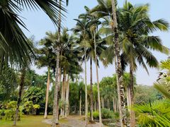 -中国科学院西双版纳热带植物园