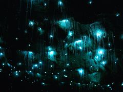 -怀托摩萤火虫洞