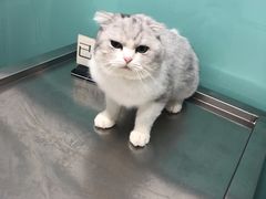 -高德24h动物医院