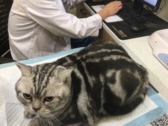 -萌兽医馆·犬猫专科·眼科中心·宠物医院(朝阳门分院)