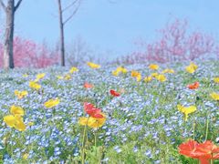 -上海辰山植物园