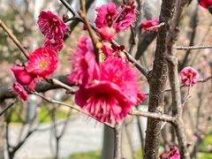 -新虹桥中心花园