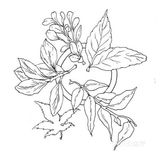 可供临摹的物体简笔画作品欣赏[礼花][礼花]