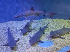 -华夏文旅海洋公园