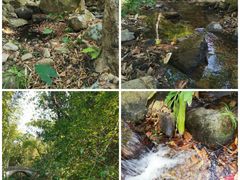 -深圳市中科院仙湖植物园