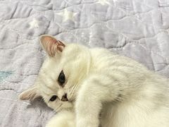 -乐琪宠物医院·犬猫专科·骨外科·急重症