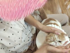 -滚猫咖啡·猫咖·猫友好撸猫(未来城店)