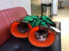 -瑞派天宁宠物医院·猫科·异宠中心