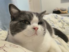 -欣宠猫屋·矮脚拿破仑·蓝金金渐层