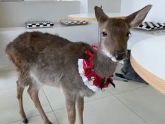 -怪兽屋·羊驼·猫咖·狗咖(俊华广场店)