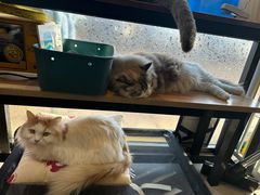 -平行世界·猫咖(首经贸店)