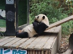 -广州长隆野生动物世界