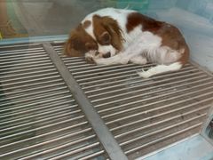 -FAELING PETS美天灵宠物(合生汇店)