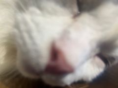 -猫猫幼稚园·撸猫·桌游·电玩