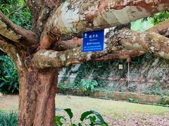 -中国科学院西双版纳热带植物园
