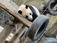 -都江堰中华大熊猫苑