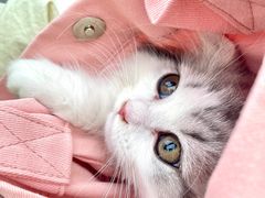 -欣宠猫屋·矮脚拿破仑·蓝金金渐层