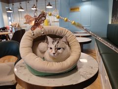 -遇见羊驼·奶狗咖·布偶猫咖·法斗柯基柴犬阿拉斯加(春熙路太古里IFS店)