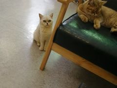 -豆老板的猫咖啡(碑林博物馆店)