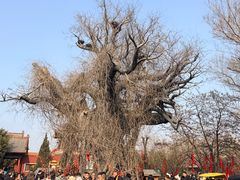 -大槐树寻根祭祖园