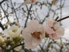 -秀丽东方