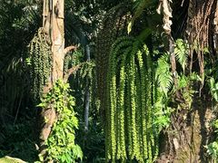 -槟城植物园