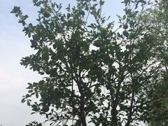 iphone_upload_pic-上海怡沁园度假酒店