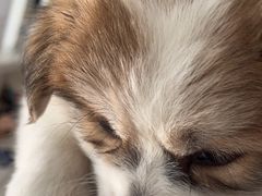 -瑞派雷欧宠物医院·24h夜诊·心脏骨科牙科·全科重症转诊中心(无影山店)