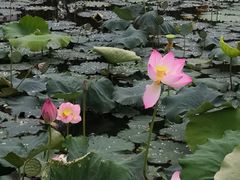-泰州凤城河风景区-泰山公园
