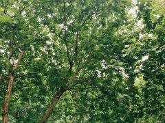 -安庆柴火馄饨(马道街店)