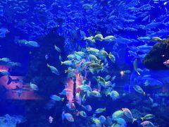 -海合安武汉极地海洋公园