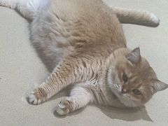 -藏猫猫咖啡主题馆(中央大道店)