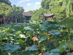 -秋霞圃