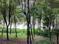 -广东花都湖国家湿地公园