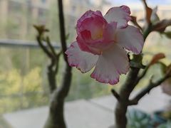 -大河宴·椒麻鱼火锅(北京路中和美食街店)