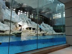 -帝企鹅自助餐厅•儿童岛•真企鹅(长隆企鹅酒店)