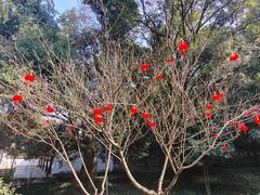 -上海佘山国家森林公园天马山园