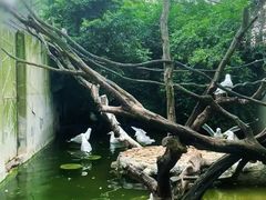 -广州长隆飞鸟乐园