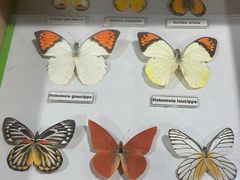 -上海大自然野生昆虫馆(东方明珠·爬宠昆虫探索中心)