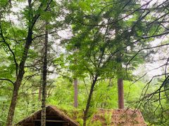 -五营红松林海景区