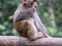 -西双版纳原始森林公园